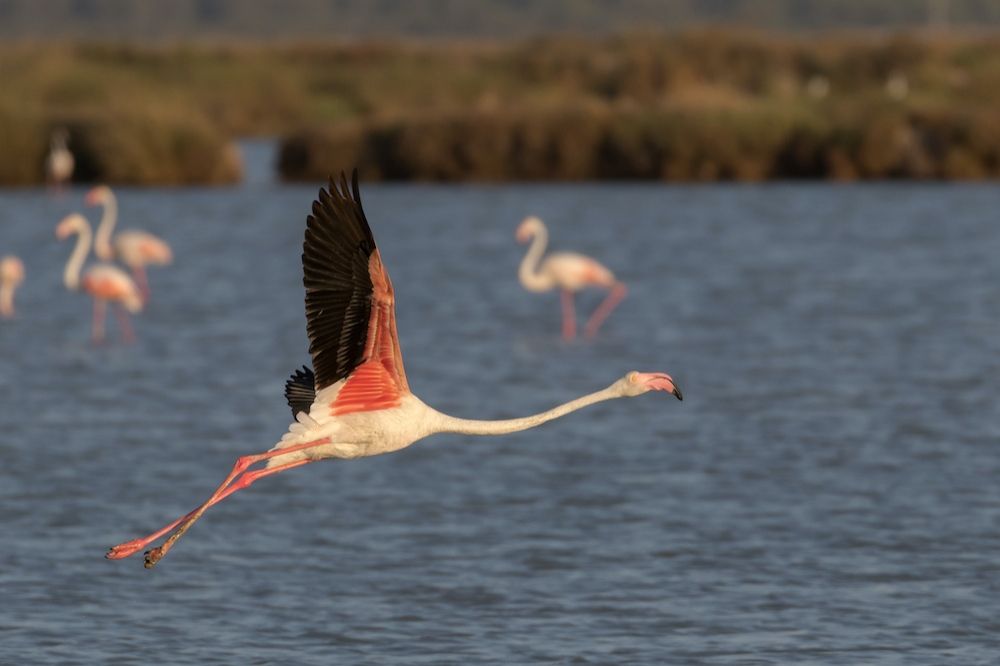 Visita al parque de Doñana